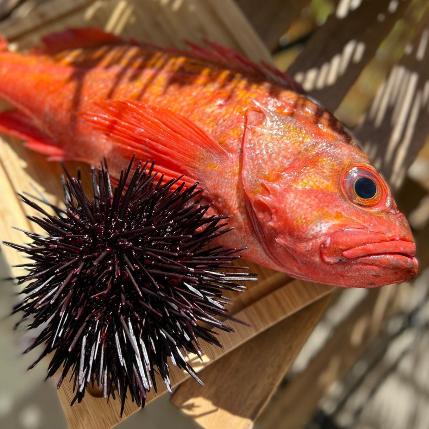 “Wild Santa Barbara Uni & Rockfish, private raw bar service.”