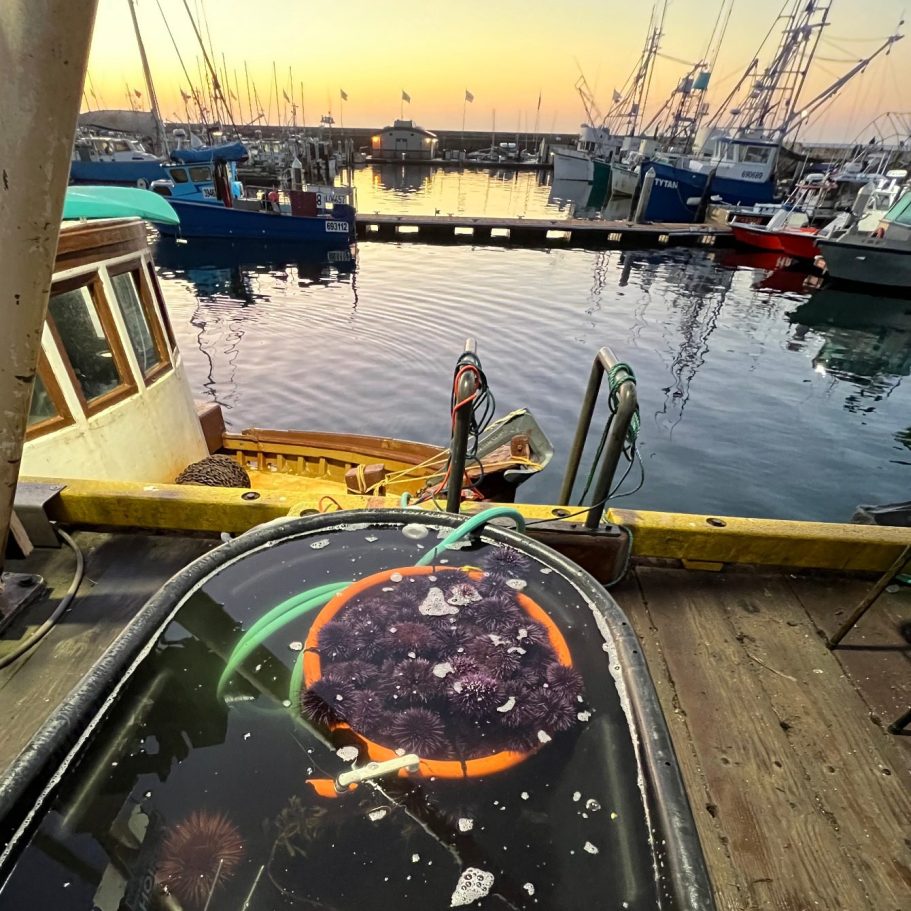 “Wild Santa Barbara Uni, private raw bar service.”